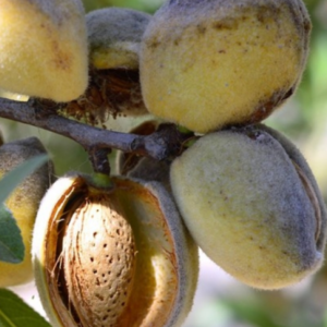 Arbol Frutal Almendro