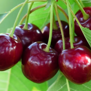 Árbol Frutal Cerezo
