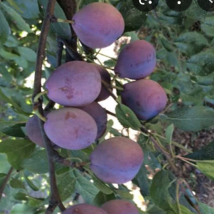 Arbol Frutal Ciruelo