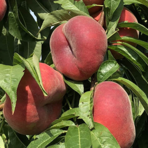 Árbol Frutal Durazno chato