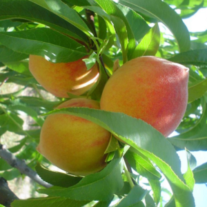 Arbol Frutal Durazno Tempranillo