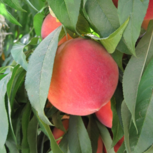 Árbol Frutal Durazno Tardío