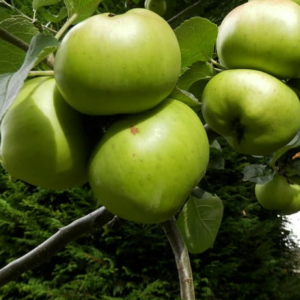 Arbol Frutal Manzana Verde