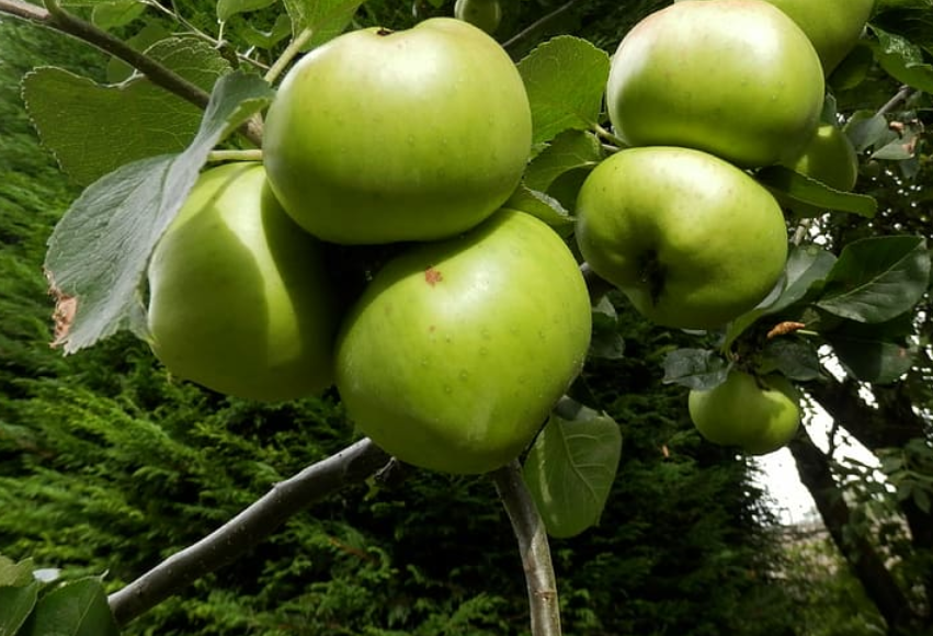 Arbol Frutal Manzana Verde