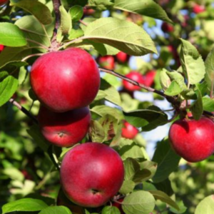 Arbol Frutal Manzana Roja
