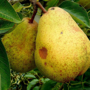 Arbol Frutal Peral