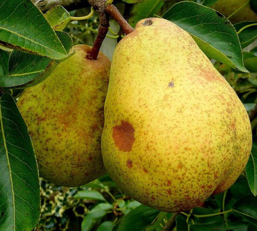 Arbol Frutal Peral